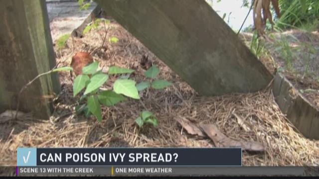 Verify How Does Poison Ivy Spread